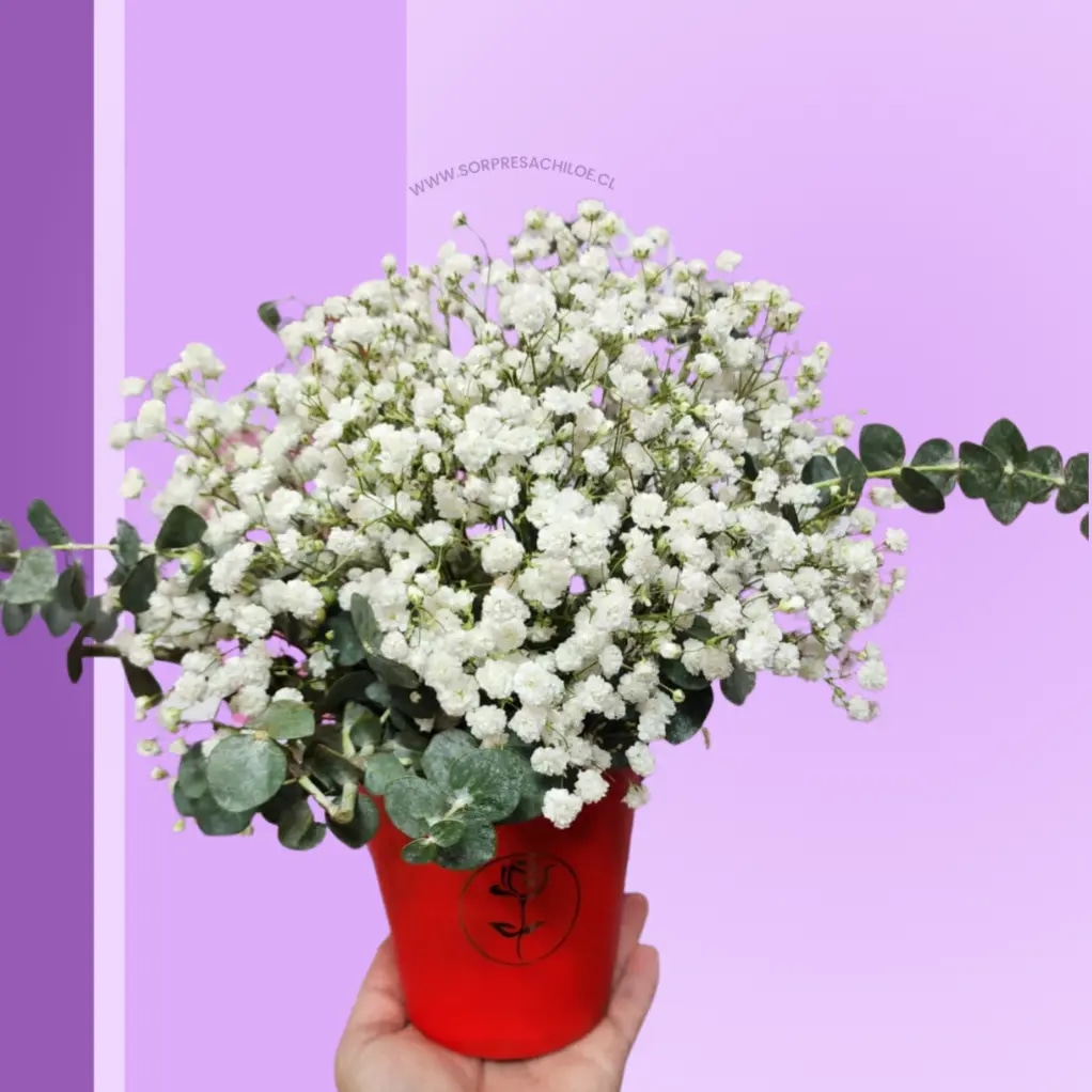 White Dream