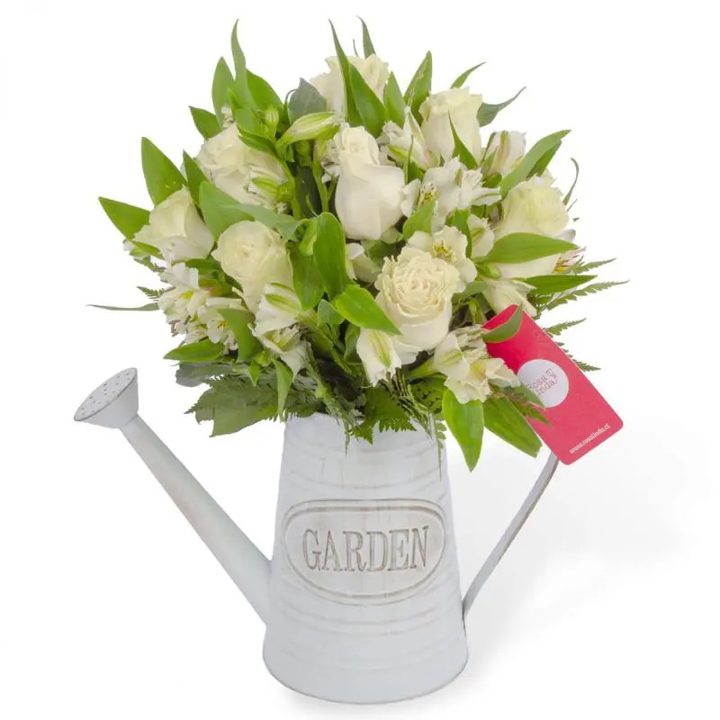 Amor Blanco en Regadera