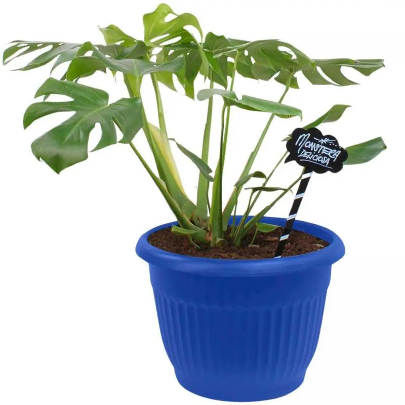 Monstera Deliciosa XL - Planta de interior en macetero