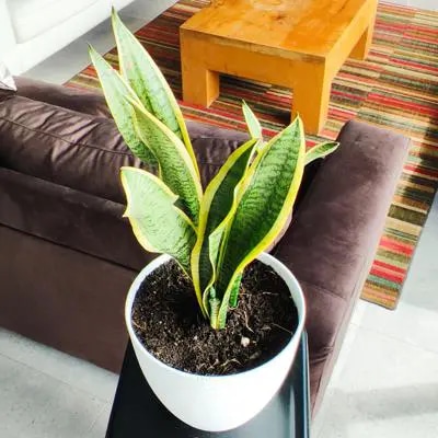Suculenta Sansevieria M - Planta de interior en macetero