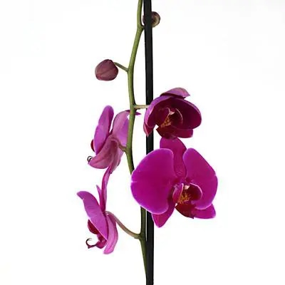 Orquídea fucsia Phalaenopsis - Orquídea mariposa en macetero