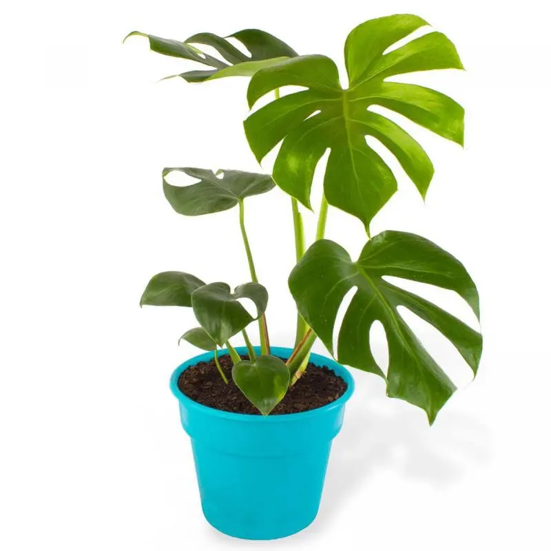Monstera Deliciosa M - Planta de interior en macetero